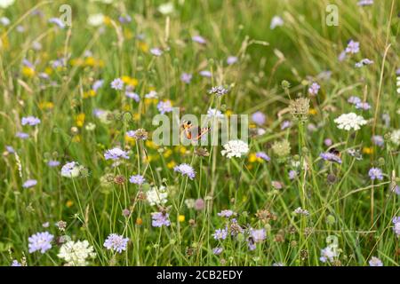 Un petit papillon Tortoiseshell - Aglais urticae parmi les fleurs sauvages de la réserve naturelle de Morgans Hill, Wiltshire, Angleterre, Royaume-Uni Banque D'Images