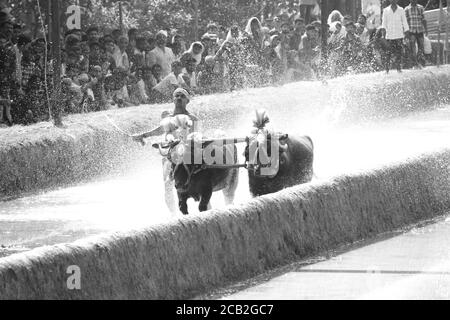 Mudabidri,karnataka,Inde : kambala un jeu rural en Inde Banque D'Images