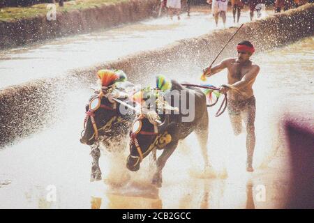 Mudabidri,karnataka,Inde : kambala un jeu rural en Inde Banque D'Images