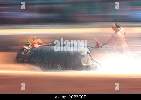 Mudabidri,karnataka,Inde : kambala un jeu rural en Inde Banque D'Images