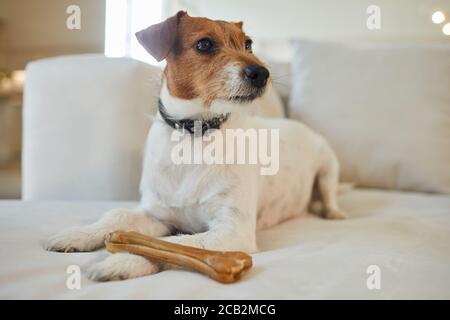 Portrait complet d'une femelle Jack Russel terrier allongé sur un canapé blanc avec os de traite et regardant loin dans l'intérieur de la maison, espace de copie Banque D'Images