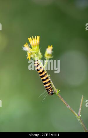 Chenille de la Moth du cinnabar (Tyria jacobaeae). Hampshire, Royaume-Uni Banque D'Images