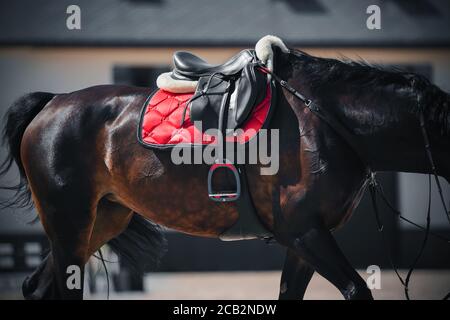 Un beau cheval de la baie avec une longue queue porte de l'équipement sportif - une selle en cuir noir, un sellerie rouge et un étrier. Sports équestres. Banque D'Images