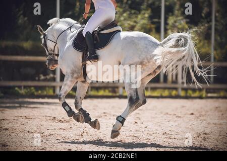 Des galons de chevaux blancs, avec un cavalier dans la selle. Tous ses sabots sont simultanément dans l'air au-dessus du sol, et sa queue est volet Banque D'Images