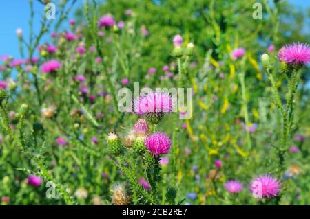 Fleur de chardon rose en fleur le matin de l'été. Plantes médicales. Banque D'Images