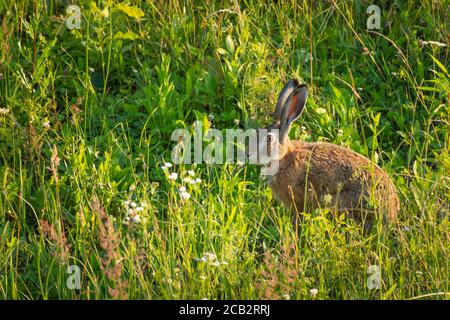 Un lièvre assis dans l'herbe verte dans la prairie Banque D'Images