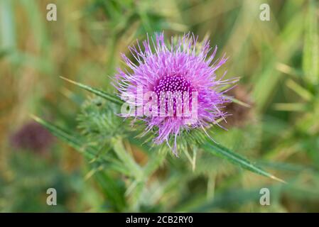 Cirsium arvense, fleur de chardon de champ en foyer macro sélectif de prairie Banque D'Images