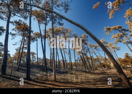Pins maritimes brûlés (Pinus pinaster) à l'époque de l'incendie de la forêt de Chiberta (Anglet - Pyrénées Atlantique - France). Feu de forêt. Blaze. Banque D'Images