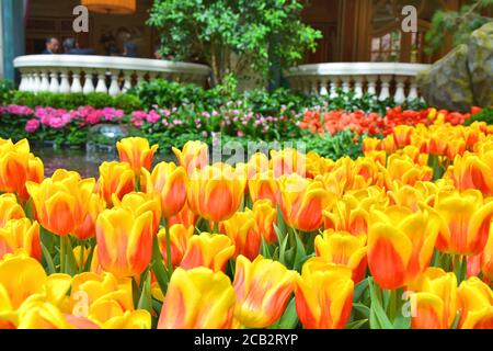 Tulipes colorées dans le jardin botanique. Fleurs de printemps. Banque D'Images