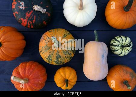 Citrouilles et escashes. Composition de la couche plate sur fond de bois sombre Banque D'Images