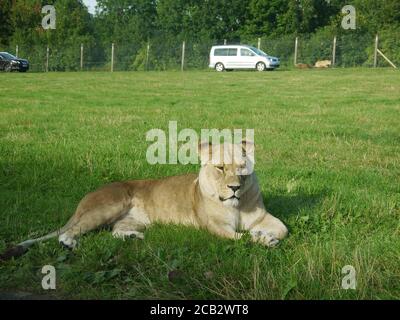 Lioness se coucher au parc de safari de Longleat Banque D'Images