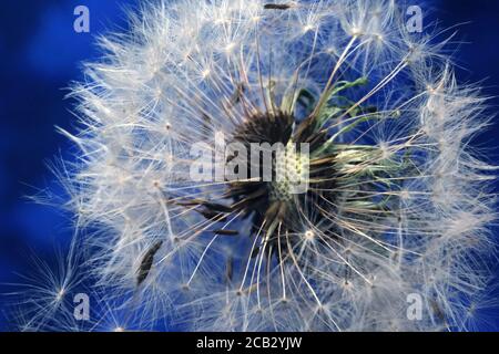 Dendelion. Photo macro abstraite des graines de dendelion Banque D'Images