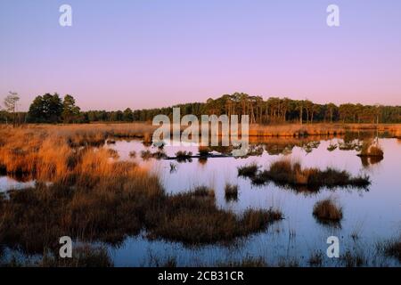 Ciel rose au coucher du soleil au-dessus des piscines à tourbières de Thurley Common, Surrey, Royaume-Uni Banque D'Images