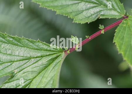 Meadowsweet / Filipendula ulmaria feuilles en été. Plante médicinale bien connue utilisée en phytothérapie et remèdes à base de plantes pour ses propriétés analgésiques. Banque D'Images