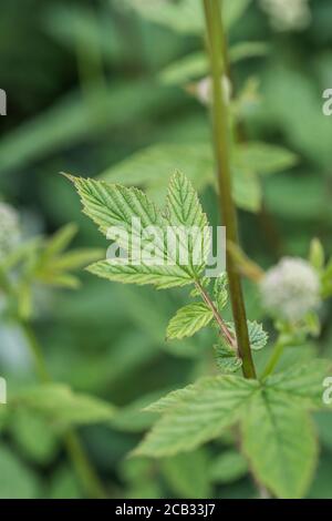 Meadowsweet / Filipendula ulmaria feuilles en été. Plante médicinale bien connue utilisée en phytothérapie et remèdes à base de plantes pour ses propriétés analgésiques. Banque D'Images