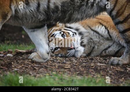 Tigre de Sibérie (Panthera tigris tigris) garder un œil sur une sœur avant de jouer au zoo de Marwell en Angleterre. Banque D'Images