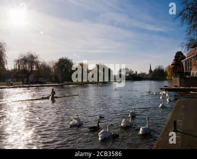 Un canoéiste sur la rivière Avon avec des cygnes à Stratford-upon-Avon, Warwickshire, Angleterre, Royaume-Uni Banque D'Images