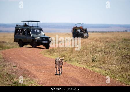 Acinonyx jubatus, jeune guépard adulte, marche le long d'une piste de terre dans le Masai Mara. Les véhicules touristiques sont garés derrière avec des touristes non identifiables wat Banque D'Images