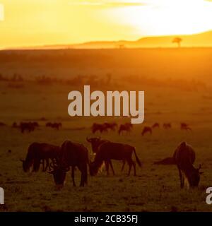 Légende/Desc flétrissement à barbe blanche, connochaetes taurinus, marche et pâturage dans les prairies ouvertes du Masai Mara au coucher du soleil. Masai Mara Natio Banque D'Images