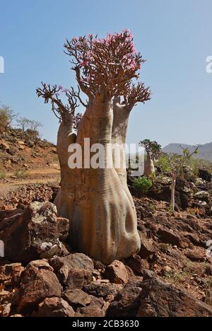 Arbre de bouteille à fleurs, arbre endémique adenium obesum. Yémen. Le plus beau canyon de l'île de Socotra, Wadi Dirhur (Daerhu). Banque D'Images