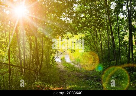 Ancienne route forestière inondée. Le soleil brille à travers le feuillage. Paysage d'été. Banque D'Images