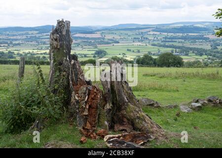 Linley Beeches dans la région à l'ouest du long Mynd le 24 juillet 2020 près de Wentnor, Royaume-Uni. Les sangsues de Linley sont une ligne d'arbre de hêtre au sommet de la colline de Linley. L'avenue a été plantée vers 1740 par des soldats napoléoniens pour Robert More, propriétaire de Linley Hall et un botaniste bien connu de l'époque. Il est crédité d'avoir présenté l'arbre Larch en Angleterre. Le long Mynd est un plateau de bruyère et de moorland qui fait partie des collines du Shropshire à Shropshire, en Angleterre. Le haut sol, qui est désigné comme un secteur de beauté naturelle exceptionnelle, se trouve entre la gamme de Stiperstones à l'ouest et le Banque D'Images