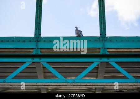 La colombe à col eurasien se trouve sur un vieux bâtiment industriel bleu Banque D'Images