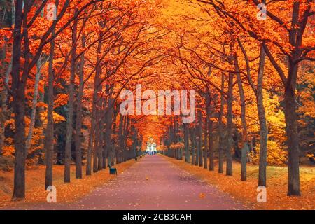 Allée de mauves orange-rouge dans le sentier de marche du parc perspective Banque D'Images