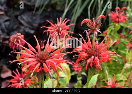 Monarda Didyma ou Scarlet Beebalm 'paw' en fleur Banque D'Images