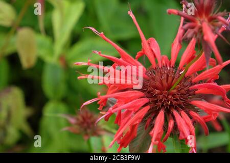 Monarda Didyma ou Scarlet Beebalm 'paw' en fleur Banque D'Images