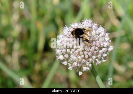 Un bourdon sur la fuite sauvage de dicotylédones ou l'ail d'éléphant dedans fleurs pendant les mois d'été Banque D'Images