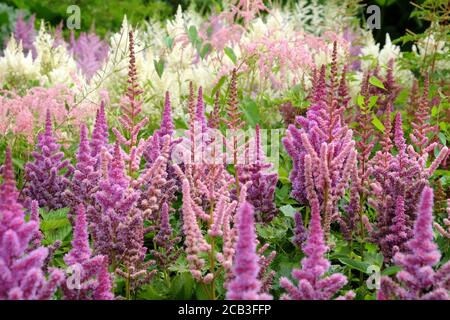 Astilbe chinois rose 'barbe de faux buck' en fleur pendant le mois d'été Banque D'Images