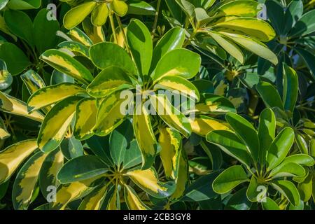 plante naine arbre parapluie schefflera actinophylla variegata avec lumière du soleil dedans été Banque D'Images