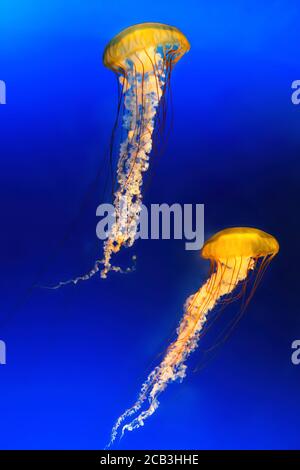 Tow Japanese Sea Nettles, ou Chrysaora pacifica Jellyfish. Sur fond bleu profond. Banque D'Images