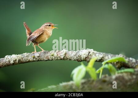 Wren eurasien chantant sur le bough au printemps nature. Banque D'Images