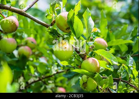 Cliché sélectif de pommes vertes recouvertes de rosée sur une branche Banque D'Images