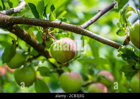 Cliché sélectif de pommes vertes recouvertes de rosée sur une branche Banque D'Images