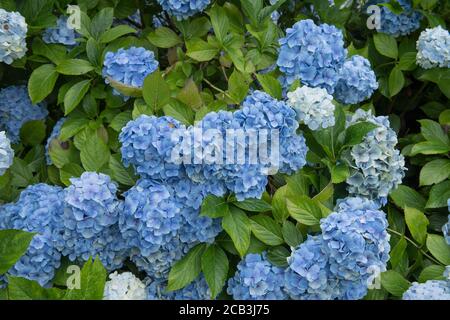 Contexte ou texture de la floraison d'été Blue Mophhead Hydrangea (Hydrangea macrophylla 'Mousseline') dans un jardin de forêt dans le Devon rural, Angleterre, Royaume-Uni Banque D'Images