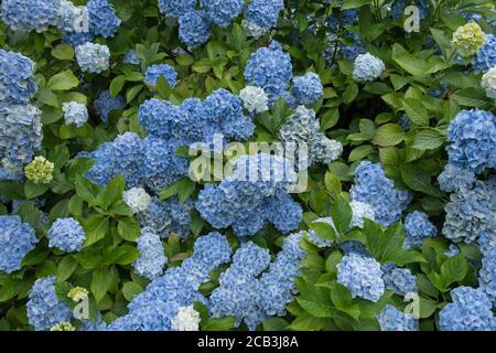 Contexte ou texture de la floraison d'été Blue Mophhead Hydrangea (Hydrangea macrophylla 'Mousseline') dans un jardin de forêt dans le Devon rural, Angleterre, Royaume-Uni Banque D'Images