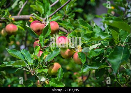 Cliché sélectif de pommes rouges recouvertes de rosée sur une branche Banque D'Images