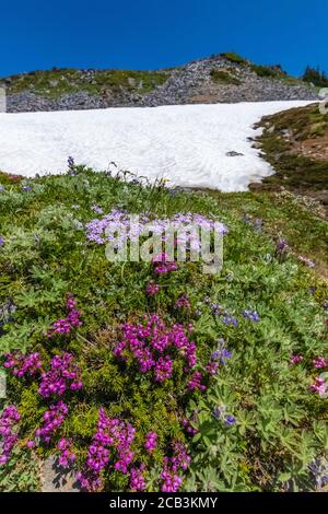 Phyllodoce empetriformis, pink Mountain-Heath, fleurant en juillet dans les prés subalpins du Paradis, Parc national du Mont Rainier, État de Washington, U Banque D'Images