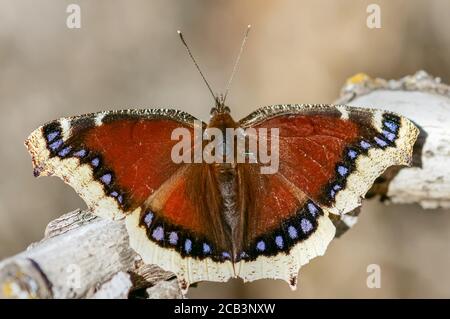 Le cloaque pleurant (Nymphalis antiopa), le baiser de papillon. Banque D'Images