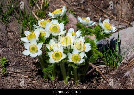 Montagne Pasqueflower, Anemone occidentalis, floraison en juillet, région paradisiaque du parc national du Mont Rainier, État de Washington, États-Unis Banque D'Images