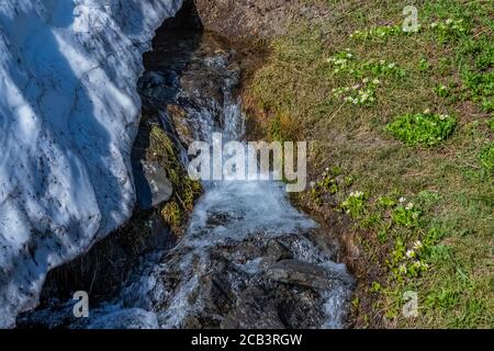 Elkslip, Maltha leptosepala, se blotant à côté d'une banque de neige et d'un ruisseau en juillet, Paradise prés du parc national du Mont Rainier, État de Washington, États-Unis Banque D'Images