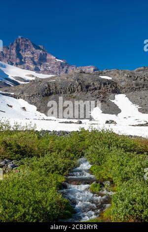 ruisseau bordé de saule qui se précipite avec des eaux de fonte printanières à Paradise dans le parc national de Mount Rainier, juillet, État de Washington, États-Unis Banque D'Images