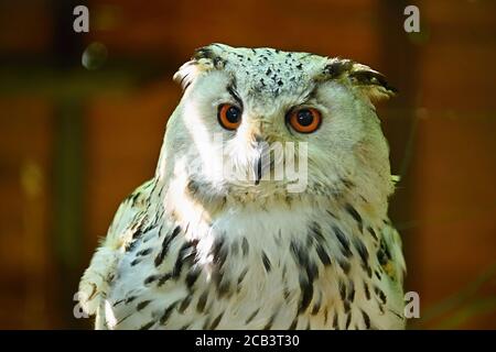 Belle photo d'un oiseau de proie - grand aigle hibou (Bubo bubo sibiricus) Banque D'Images