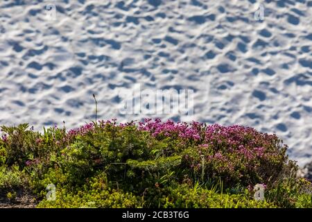 Phyllodoce empetriformis, pink Mountain-Heath, fleurant en juillet dans les prés subalpins du Paradis, Parc national du Mont Rainier, État de Washington, U Banque D'Images