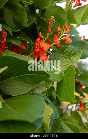 plante de haricots de chemin avec des fleurs rouges en croissance une capture d'allotement pour l'espace de copie et le texte sur la mise en page arrière-plan vert Banque D'Images