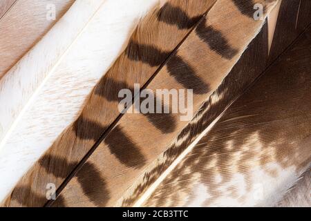 Texture des différentes plumes naturelles Banque D'Images