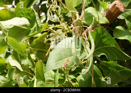 les haricots dans le champ fleurissent avec des fleurs rouges au début de l'été Banque D'Images